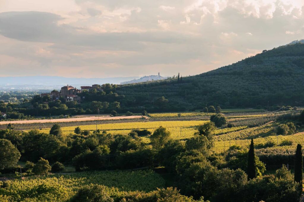 A Castiglion Fiorentino parte l'esperienza di "Un giorno in vigna" A Castiglion Fiorentino "Un giorno in vigna"