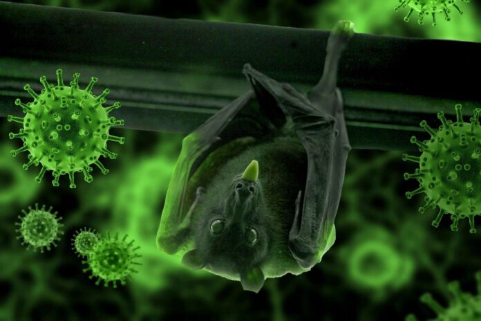 pandemia-pipistrello-covid-19-coronavirus