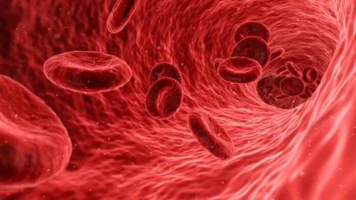 sangue-vene-sistema-immnunitario