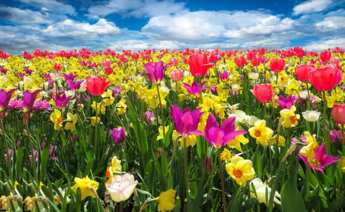 tulipani-fiori