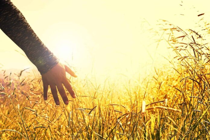 prato-sole-grano-vita-persona-mano