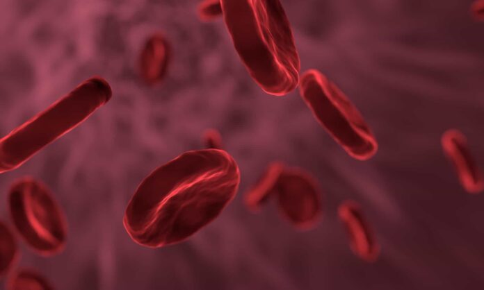 globuli rossi-sangue-vene-arterie