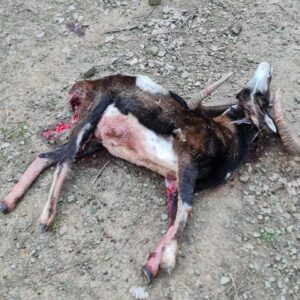 Muflone sbranato da lupo