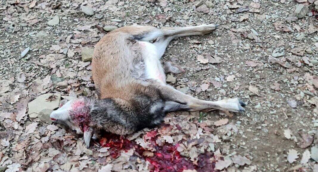 muflone ucciso da lupo