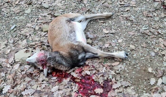 muflone ucciso da lupo