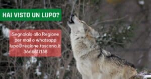 Lupo-regione-toscana