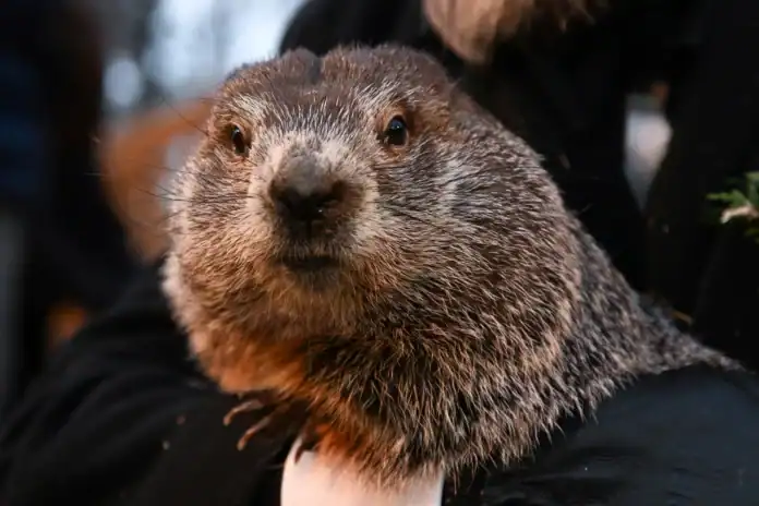 Marmotta
