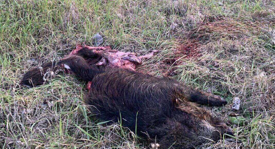 SR71 lupo a Policiano