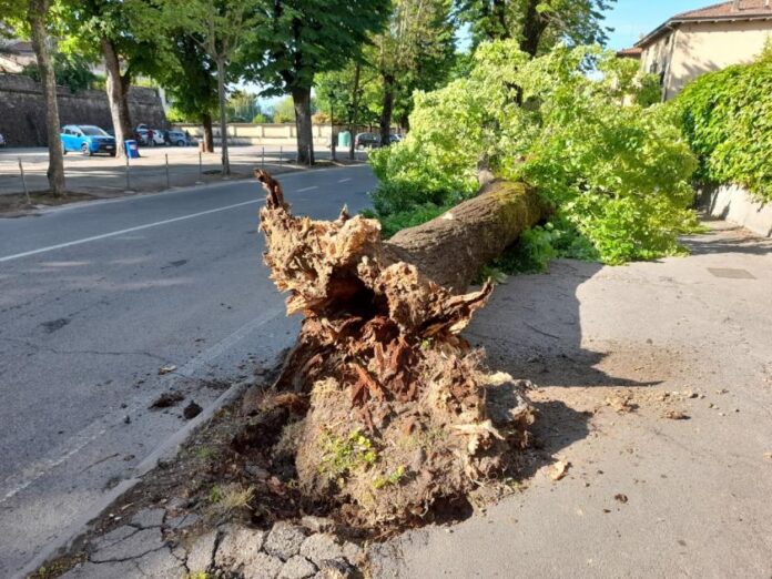 tiglio caduto nel Sansepolcro 2022