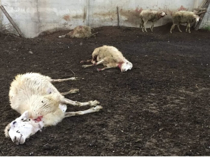 Animali attaccati da lupi percore