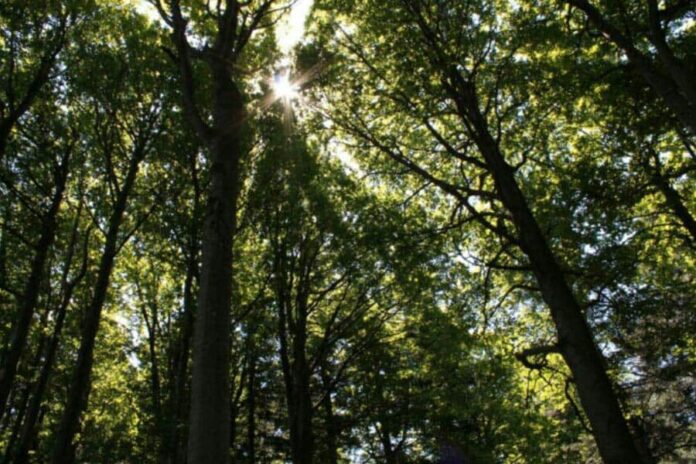 Alberi Alberi