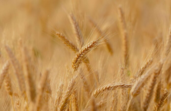 campo-grano_1