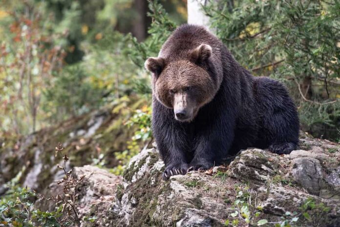 orso-bosco-natura