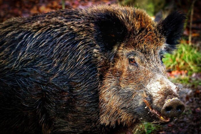 Cinghiale