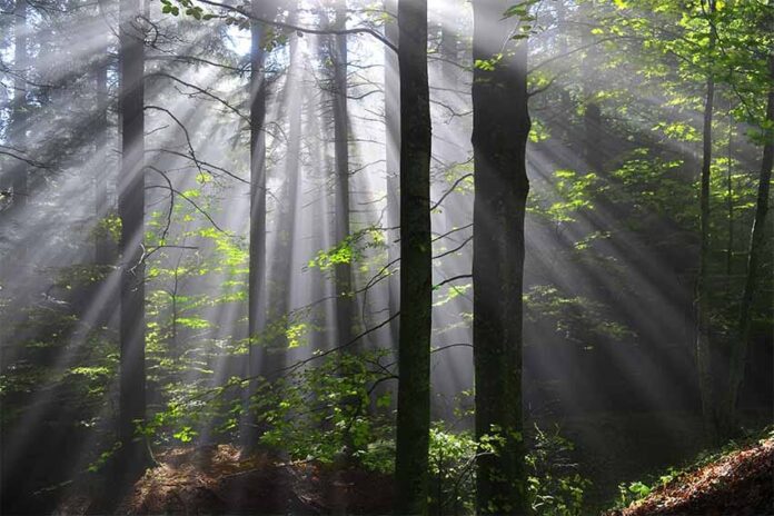 Foreste casentinesi_3