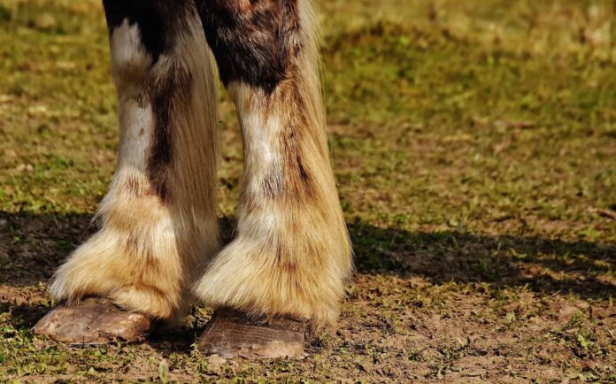 Cavallo