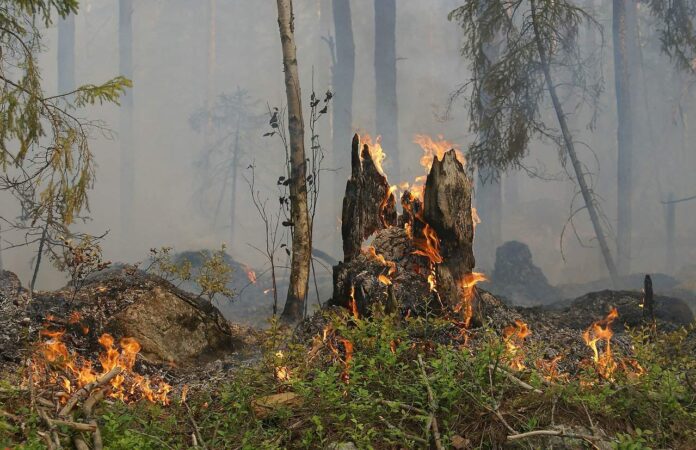 Fuoco incendio bosco fiamme