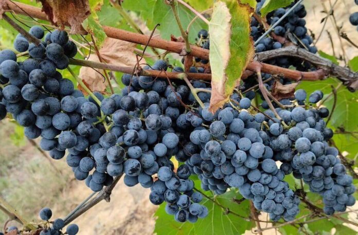 Tenute Fraternita uva vino