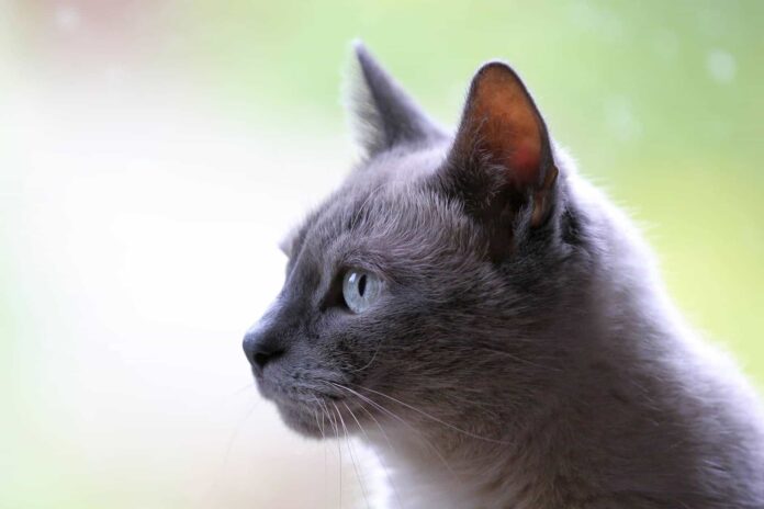 gatto-felino