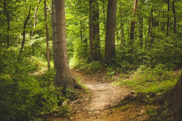 Bosco sentiero foresta
