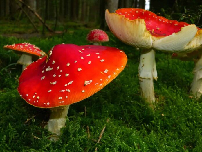 Amanita Muscaria
