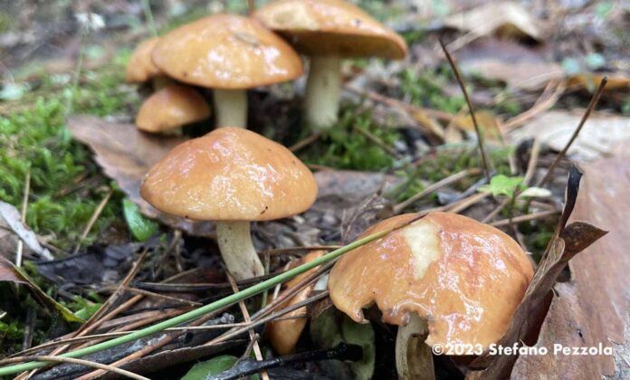 funghi-autunno-bosco-inverno_03
