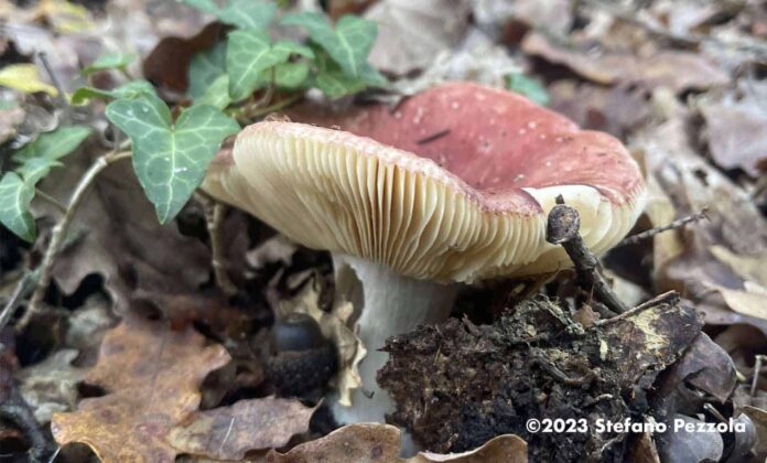 funghi-autunno-bosco-inverno_06