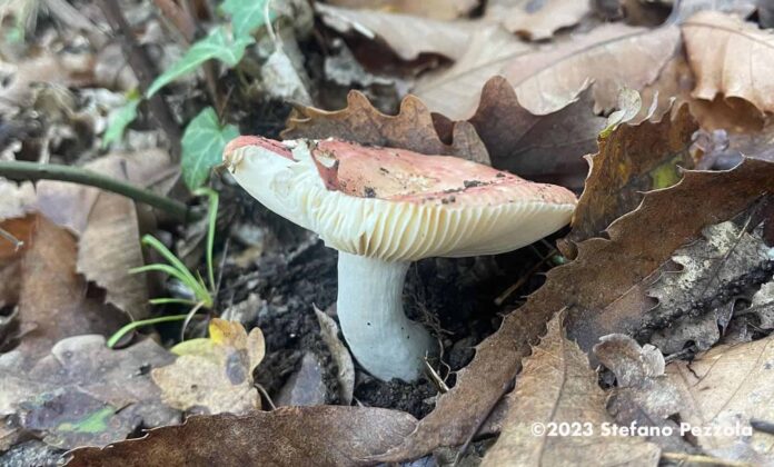 funghi-bosco-capra-rossa autunno-inverno-sottobosco
