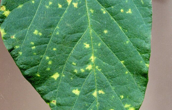 Peronospora_manshurica_on_soybean_leaf