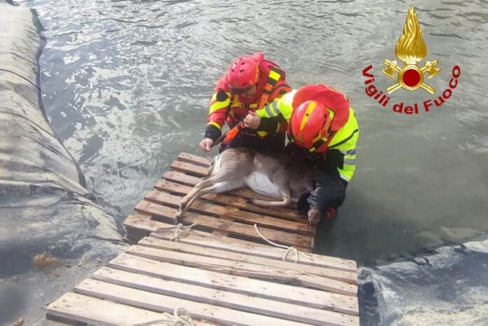 vvf-soccorso daino