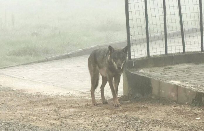 Lupo Agazzi Arezzo
