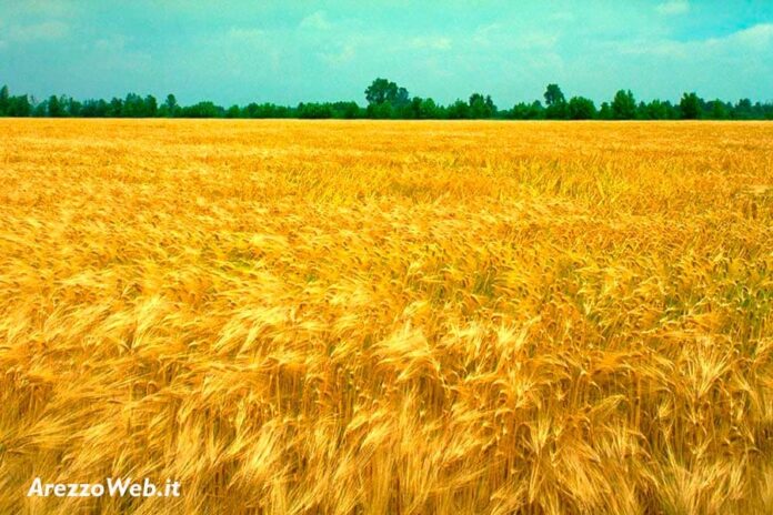 20140502_agricoltura_grano