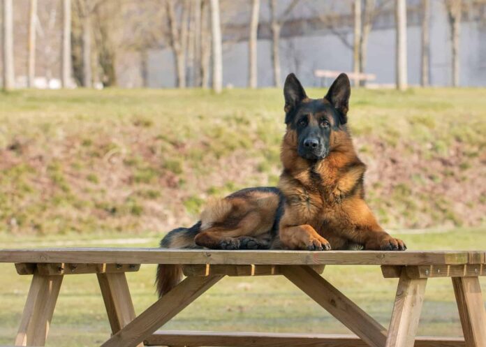 Pastore tedesco_cani