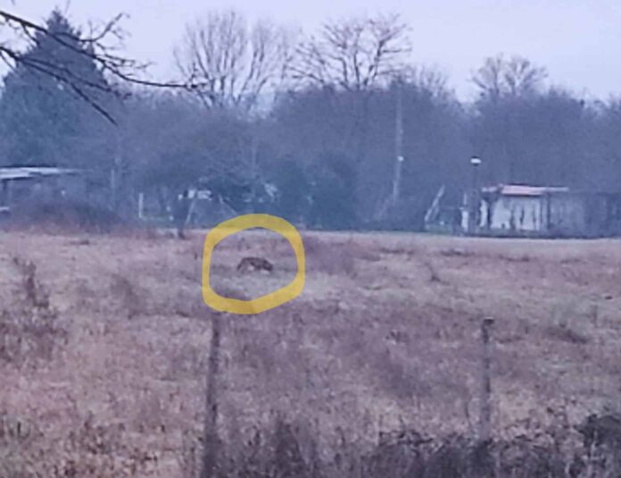 foto lupo via romana logo