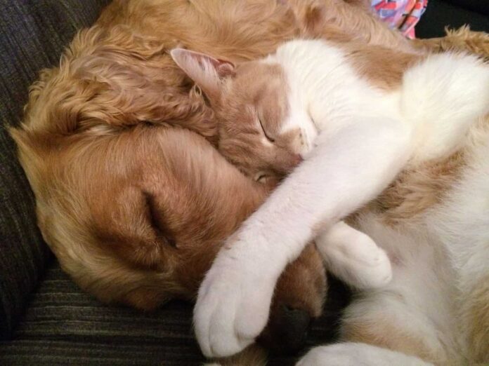 Gatti e cani