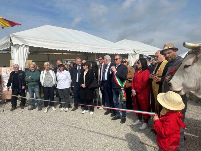 mostra chianina fratticciola cortona 28
