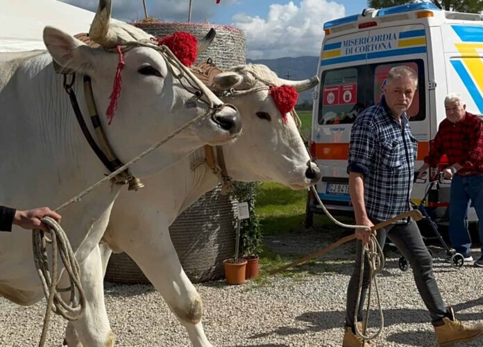 mostra vitellone 69_cortona