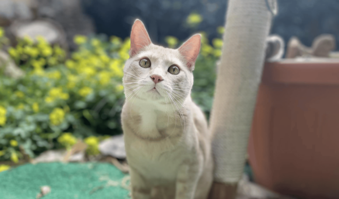 Gatto gatti