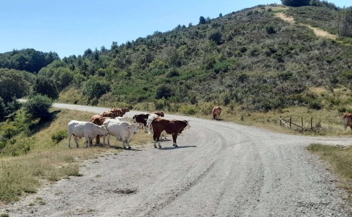 Pratomagno strda da asfaltare