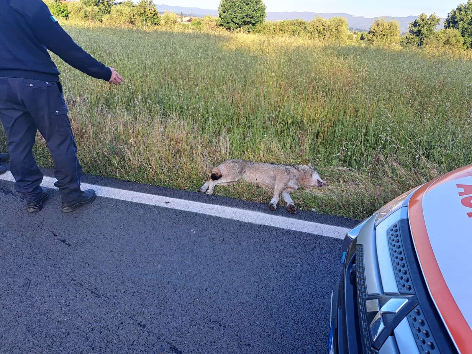Incidente sulla SR71: scooter investe un lupo, ferito il motociclista