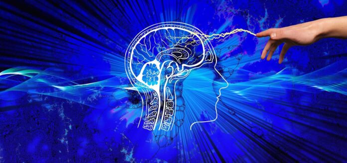 Cervello neuroscienze