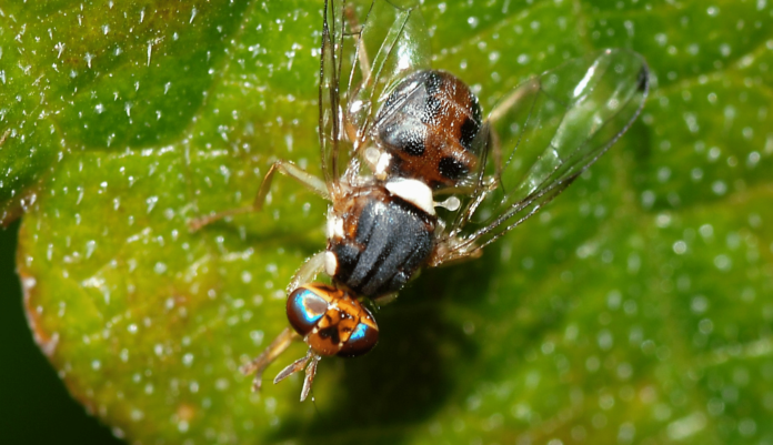 Mosca olearia