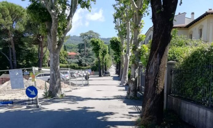 Sansepolcro alberi in Viale Vittorio Veneto