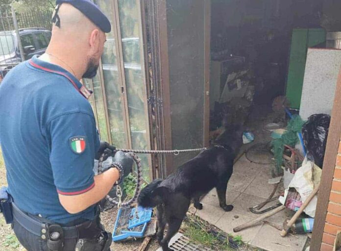 cc carabinieri - perquisizone cinofili