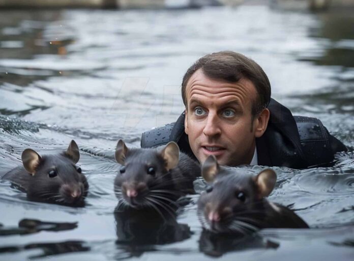 Topi FRANCESI nella Sena