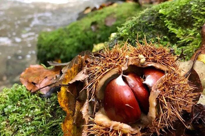 Brigata di Raggiolo - Festa di Castagnatura (16)