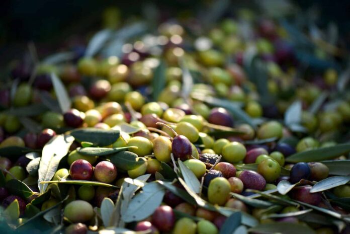 olive-olivo-raccolta