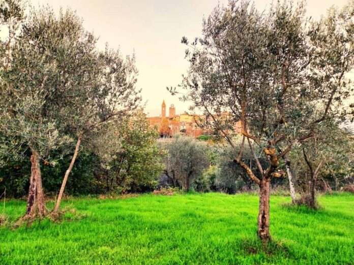 Foto-Monte-oliveti-2
