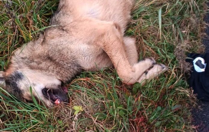 lupo morto_1