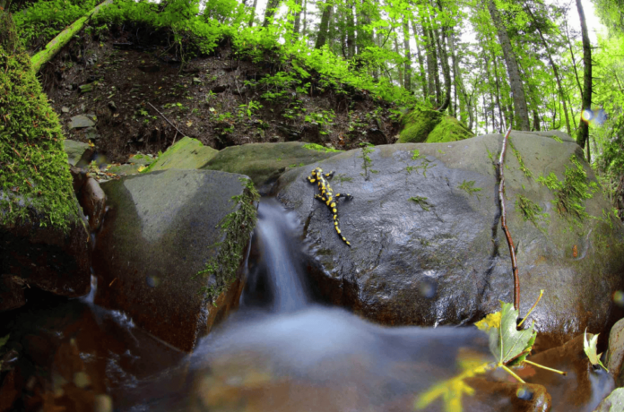 Foto Biodiversità